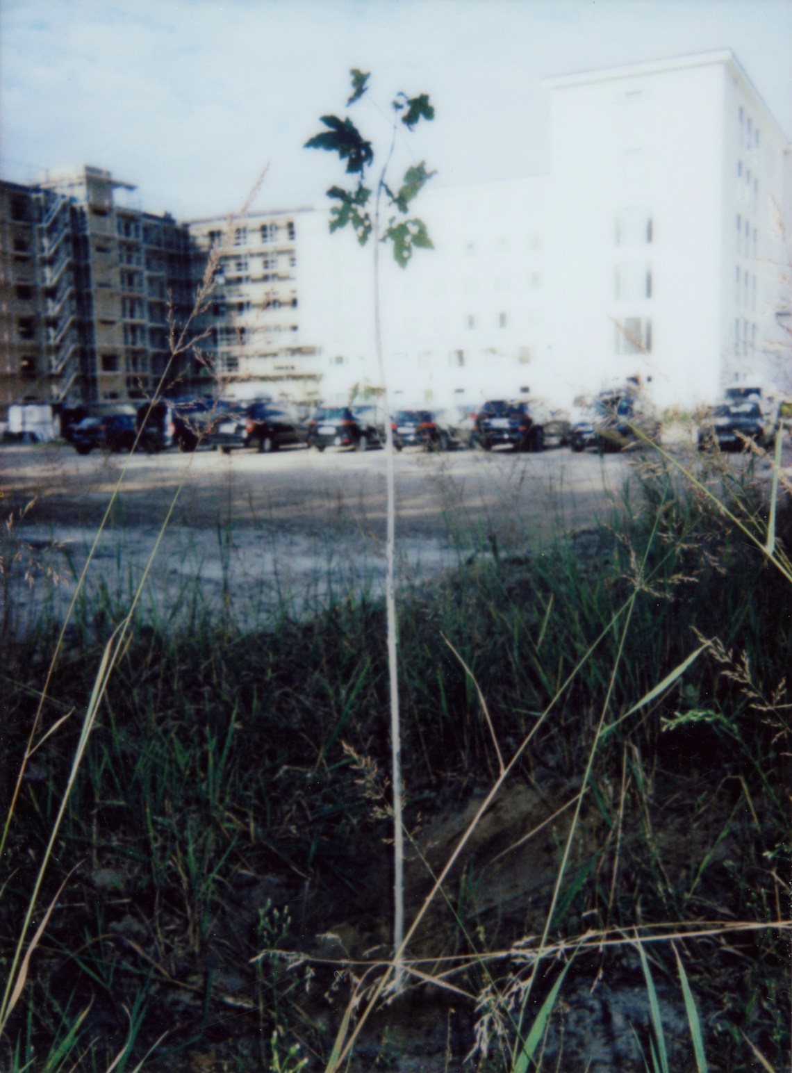 Prora-Baum 008 Kopie