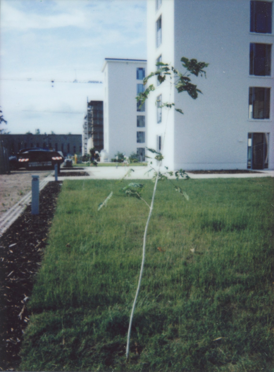 Prora-Baum 009 Kopie