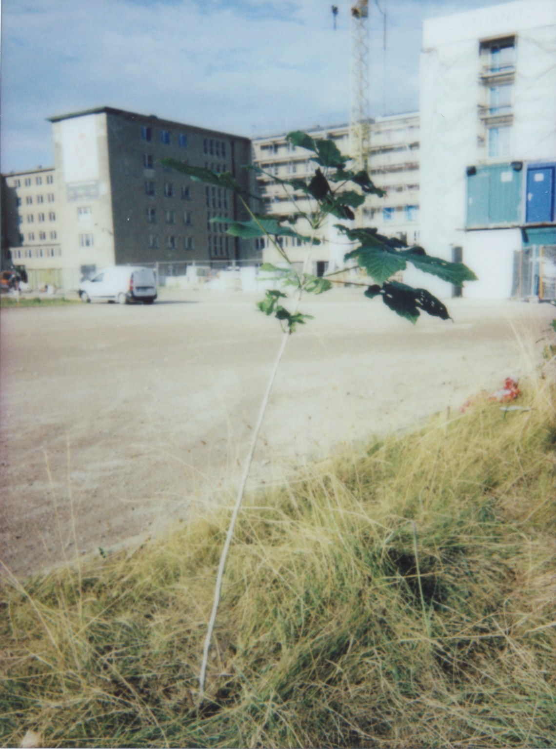 Prora-Baum 010 Kopie