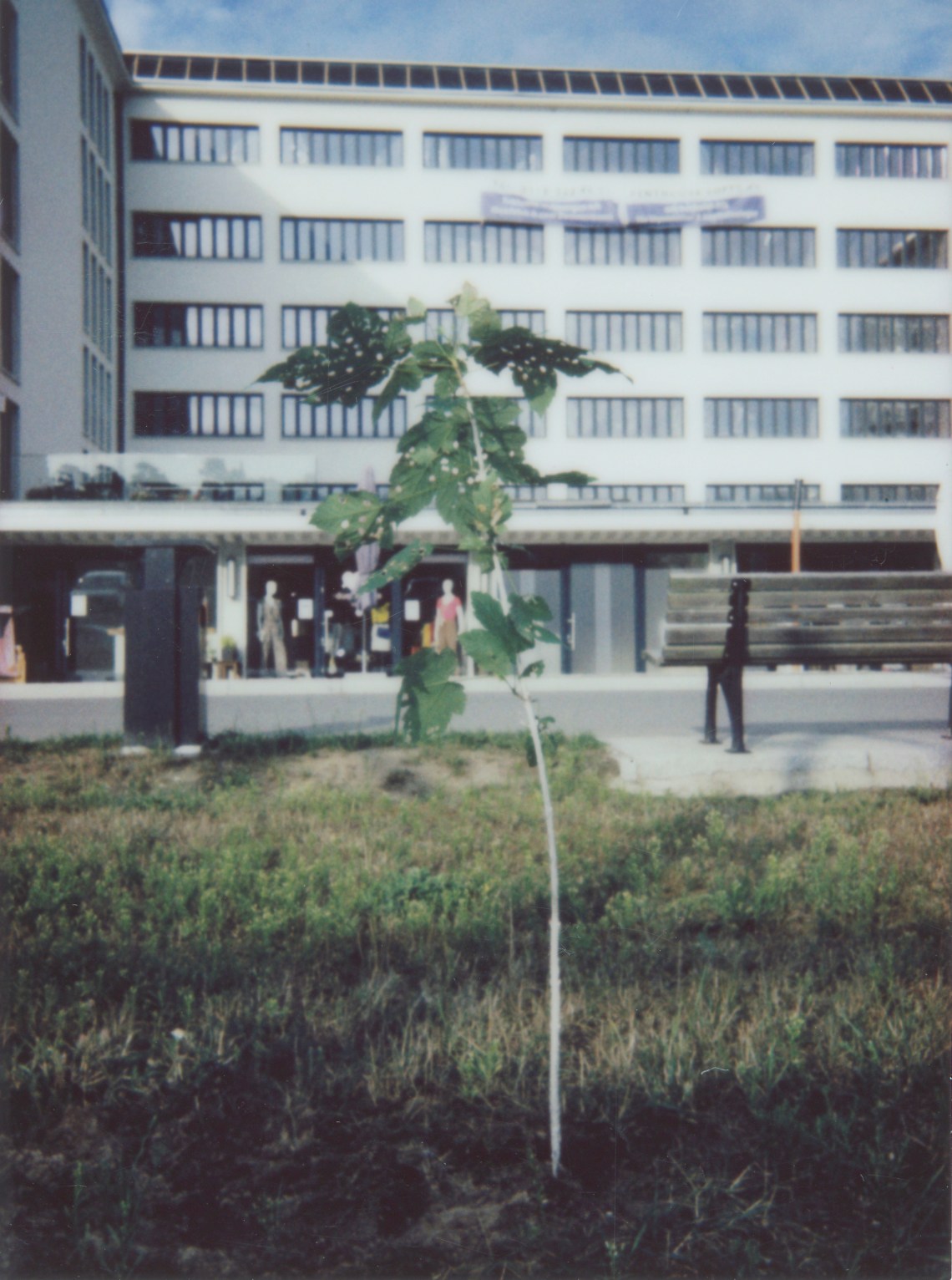 Prora-Baum 011 Kopie