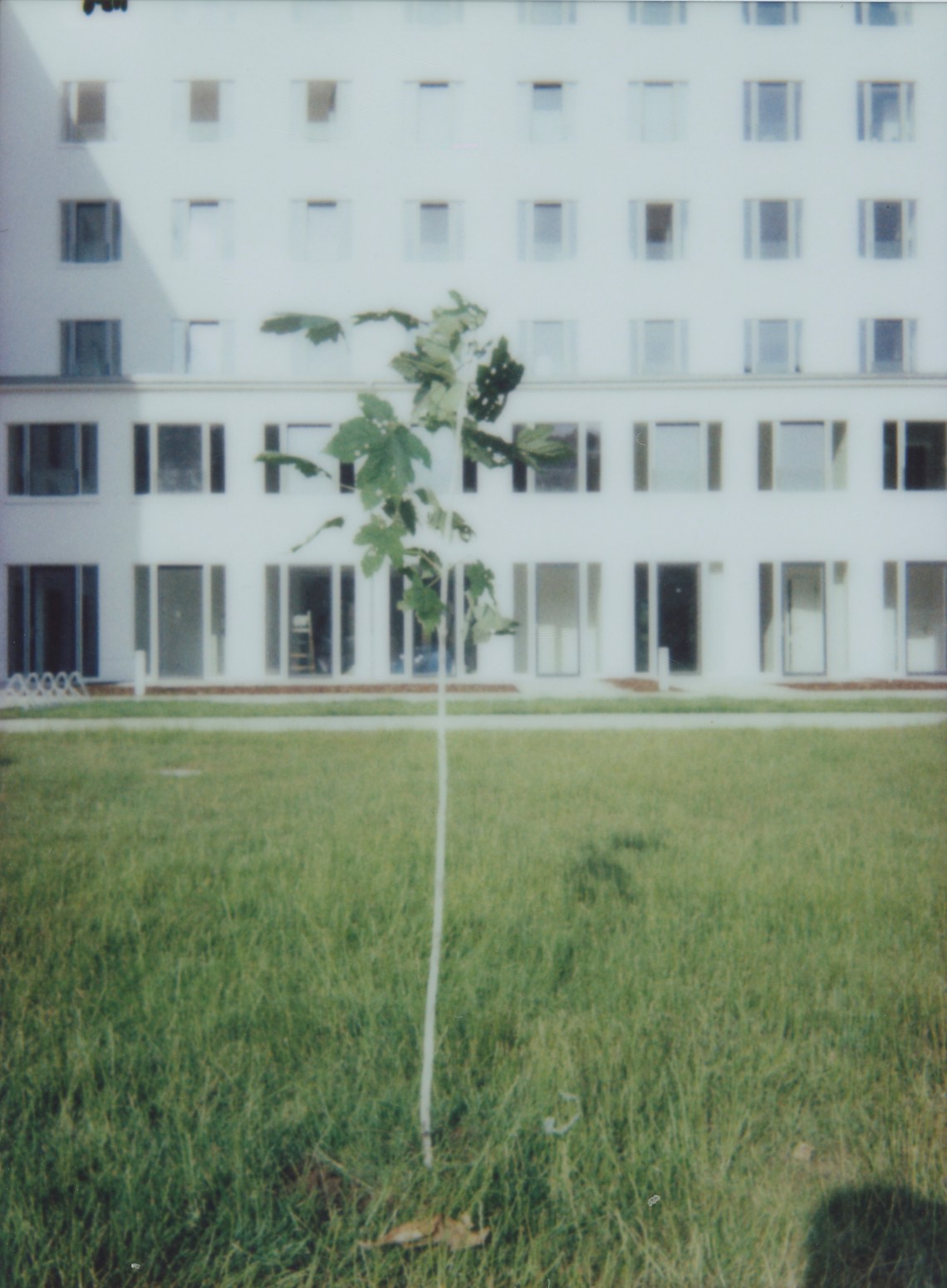 Prora-Baum 021 Kopie