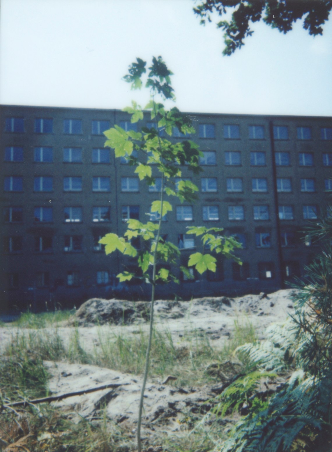 Prora-Baum 028 Kopie