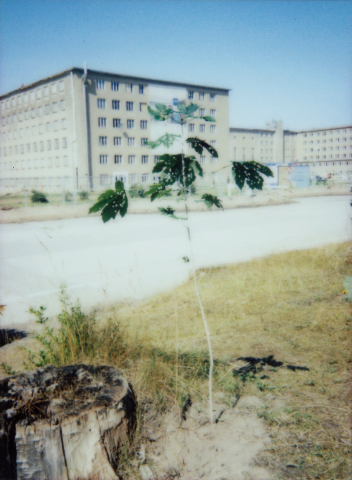 Prora-Baum 033 Kopie