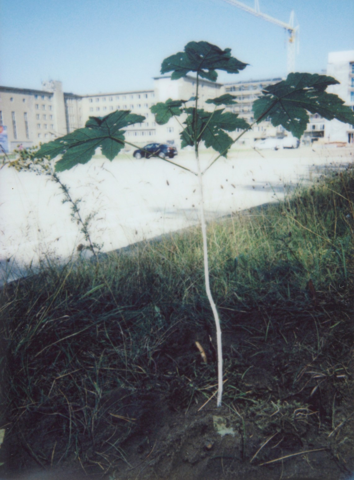 Prora-Baum 036 Kopie