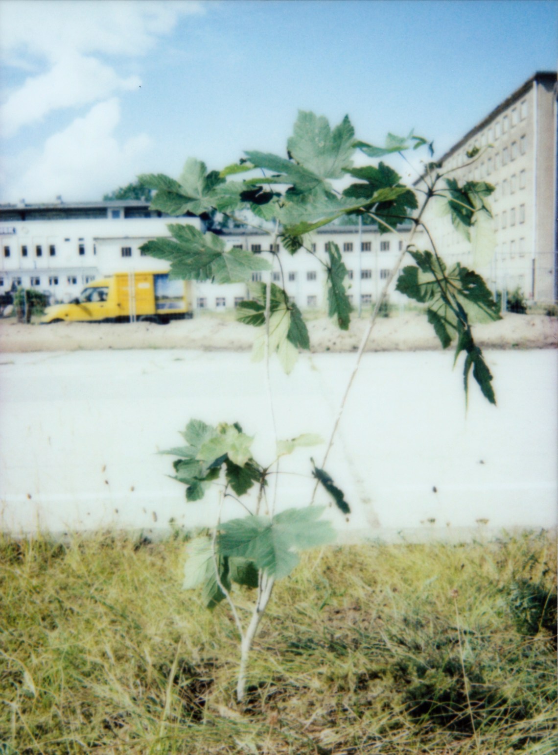 Prora-Baum 039 Kopie