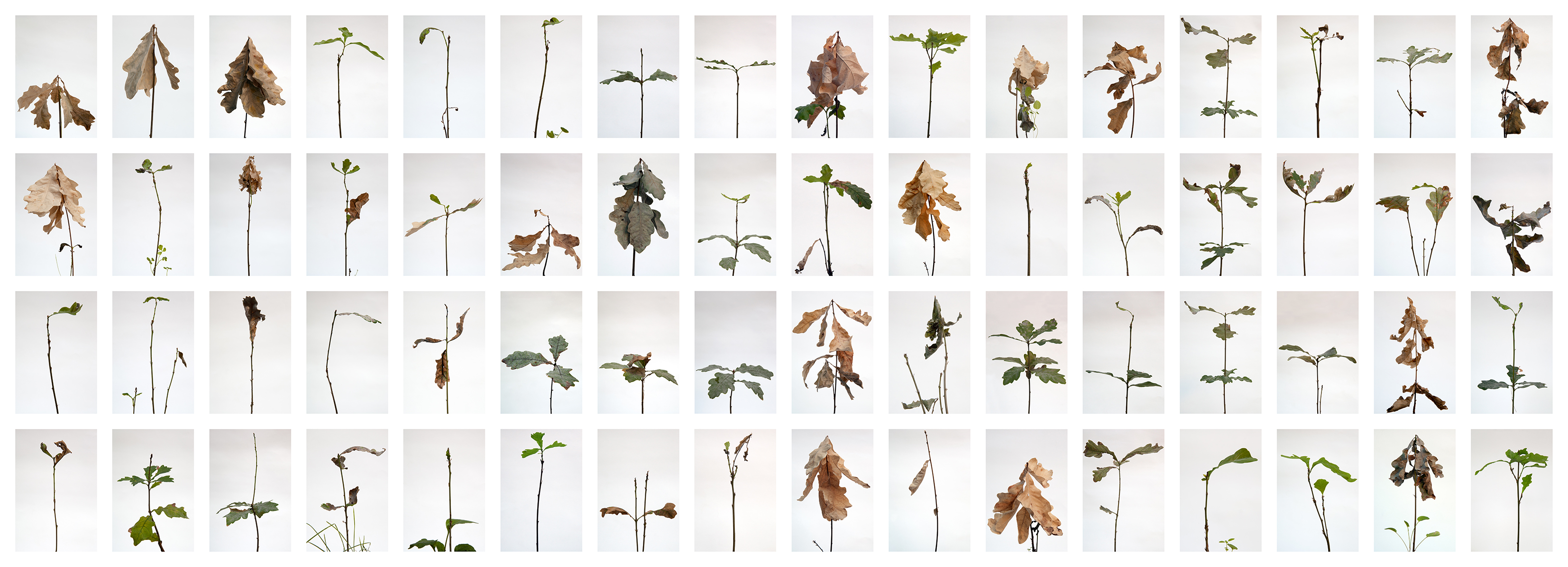 Every oak must be an acorn-Simon Knab